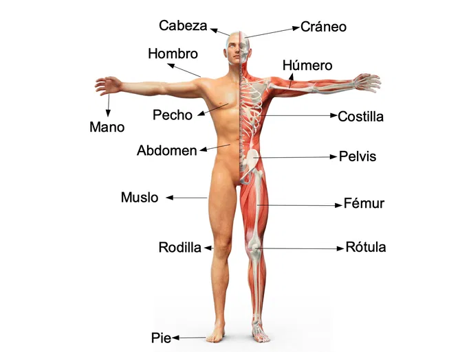 Repaso breve sobre el cuerpo humano.